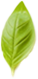 leaf3.png