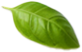 leaf51.png