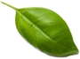 leaf6.png